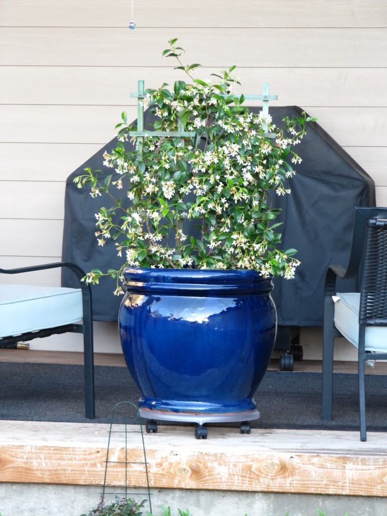 Star Jasmine